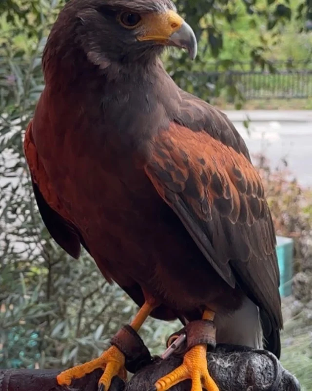 Wow 🤩! We had a visitor at #middlewoodlocks this week……..meet ‘Braven’ the #eagle! 

@middlewoodlocks Can you guess why he was here?

#birdsofprey 
#birdsofpreyofinstagram 
#middlewoodlife