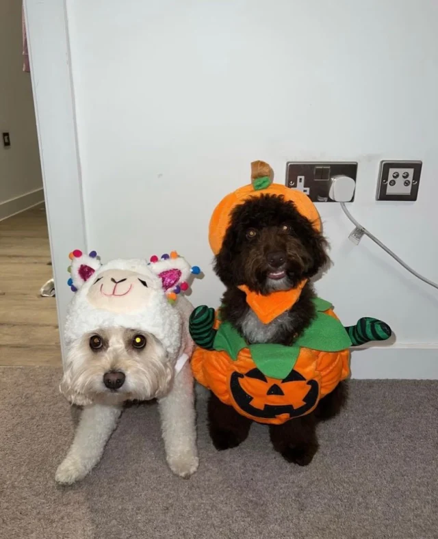 Are you ready for #halloween?  Our #pawfriends of #middlewoodlocks are getting into the #spooky #spirit 🎃👻🎃💀🐶🐕🎃!

@middlewoodlocks what are you dressing up as? 

Halloween, Middlewoodlife, Fancy dress, Trick or treat, Spooky, Halloween celebrations, Community, Salford, Manchester